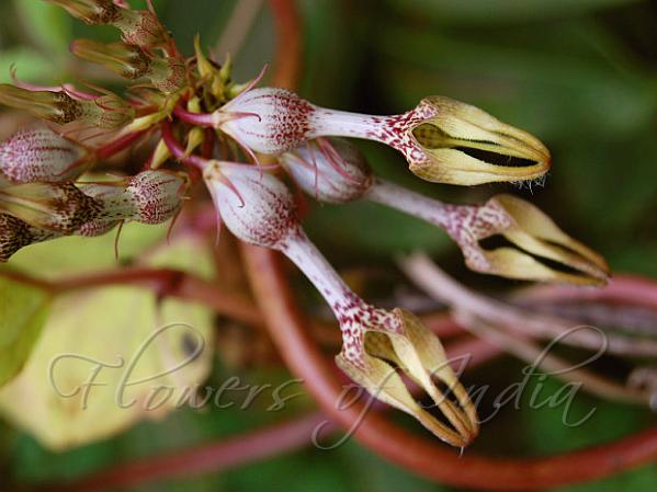 Vinca-Leaved Ceropegia